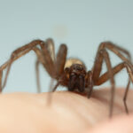 A close-up image of a Barn Funnel Weaver Spider standing on a person's skin, highlighting its legs, eyes, and fangs in sharp detail—perfect for observing the common traits and habits of this fascinating species against a pale background.