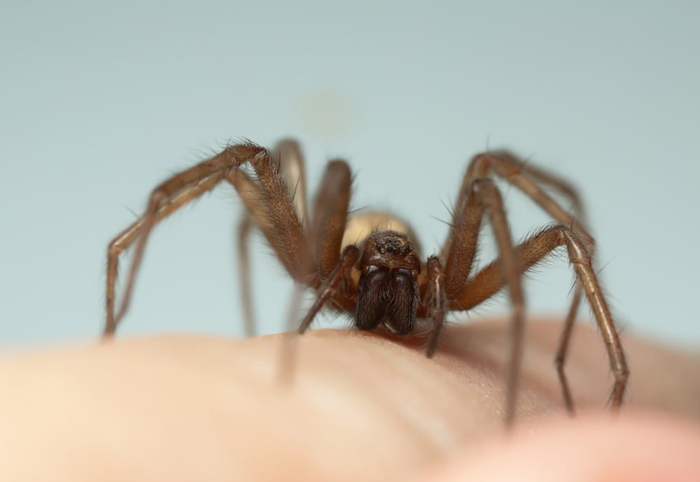 A close-up image of a Barn Funnel Weaver Spider standing on a person's skin, highlighting its legs, eyes, and fangs in sharp detail—perfect for observing the common traits and habits of this fascinating species against a pale background.