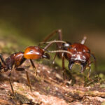 Close-up of two Big Headed Ants on a piece of wood, facing each other. One ant has open mandibles, and both have dark brown bodies with visible legs and antennae. Ideal for identification; blurred green and brown background.