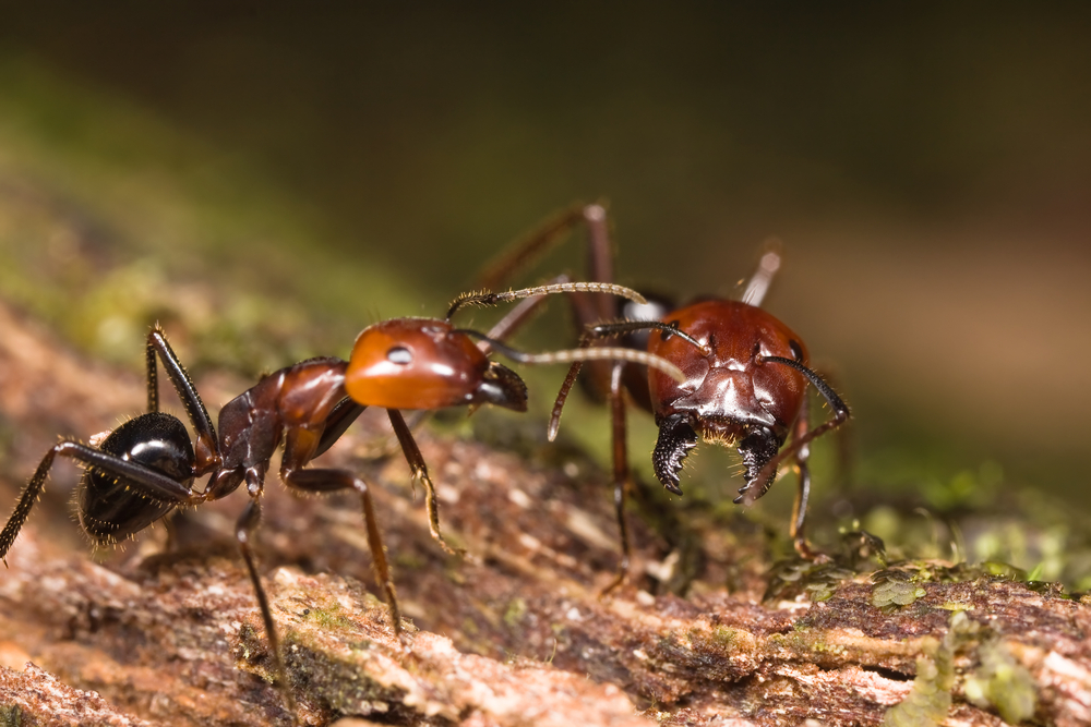 Close-up of two Big Headed Ants on a piece of wood, facing each other. One ant has open mandibles, and both have dark brown bodies with visible legs and antennae. Ideal for identification; blurred green and brown background.