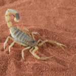 A light brown Desert Scorpion with an arched tail and extended pincers stands on reddish-brown sand.