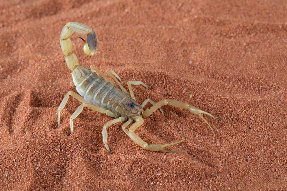 A light brown Desert Scorpion with an arched tail and extended pincers stands on reddish-brown sand.