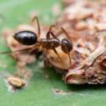 Close-up of a black ant walking on a green surface next to a brown, textured object, possibly a seed or bark fragment. The ant's body segments and legs are clearly visible—did you know about surprising ant bathroom habits and where ants poop?.