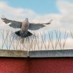 A pigeon is flying above a red wall with metal bird spikes, a common bird control solution, its wings spread wide against a partly cloudy sky.