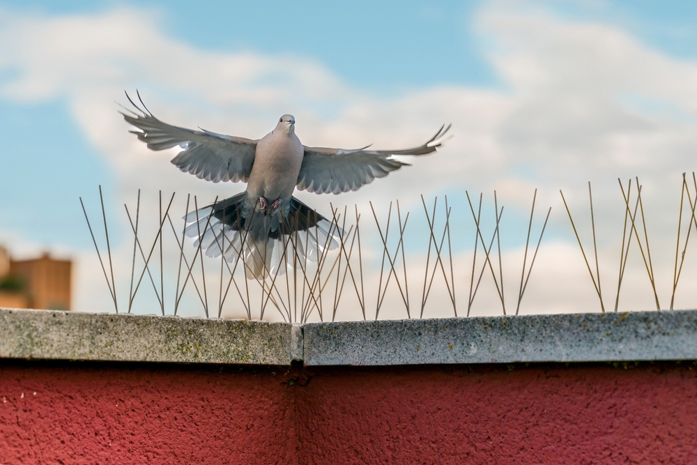 Featured image for Effective Bird Control: Solutions for Common Bird Problems