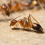Close-up image of a reddish-brown ant walking on a sandy surface, with other ants blurred in the background. The detailed view can help identify ghost ants and distinguish them from common pests during ghost ant infestations.