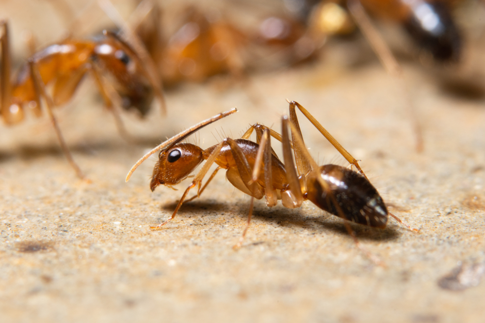 Featured image for Ghost Ant Infestations: Effective Ways to Identify and Control