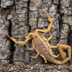 A yellow-brown scorpion with raised pincers and curled tail is positioned against rough, textured tree bark with small pebbles and soil at the base.