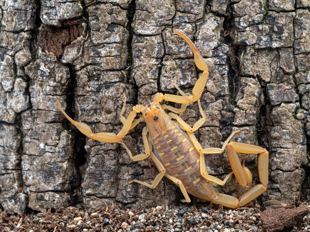 Featured image for Bark Scorpions: Facts, Habitat, and Safety Tips