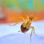 Close-up view of a brown banded cockroach seen from below on a transparent surface, showing its legs, antennae, and body in detail—ideal for identification and control. The background is blurred with orange, green, and blue colors.