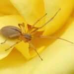 A close-up of a small yellow sac spider on the petals of a yellow flower, with its legs spread out and the background softly focused—perfect for learning identification or discussing safety tips about yellow sac spiders.