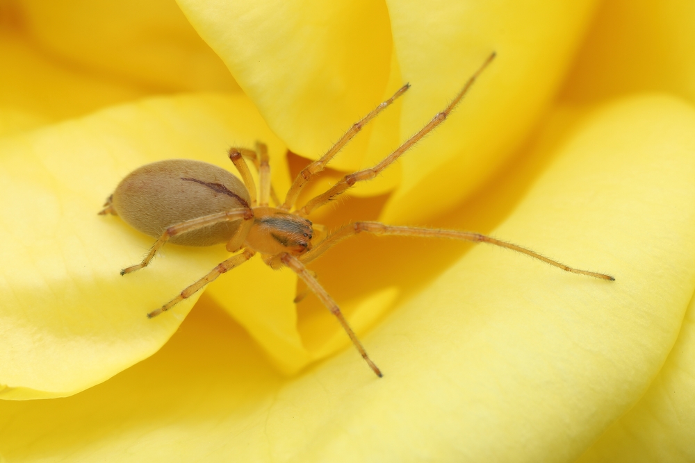 A close-up of a small yellow sac spider on the petals of a yellow flower, with its legs spread out and the background softly focused—perfect for learning identification or discussing safety tips about yellow sac spiders.