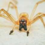 Close-up of a tan Black Footed Yellow Sac Spider with long legs and prominent black fangs on a light, sandy surface. The spider's body and facial features are in sharp focus, revealing fascinating spider facts in its eyes and mouthparts.