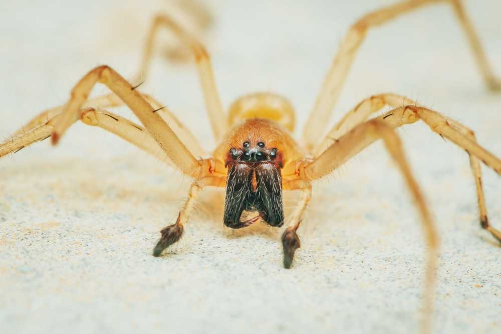 Close-up of a tan Black Footed Yellow Sac Spider with long legs and prominent black fangs on a light, sandy surface. The spider's body and facial features are in sharp focus, revealing fascinating spider facts in its eyes and mouthparts.