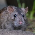 A close-up view of a brown rat with dark eyes, pointed ears, and whiskers standing on a rough surface outdoors with green grass and blurred background—an ideal image for any essential rodents guide.