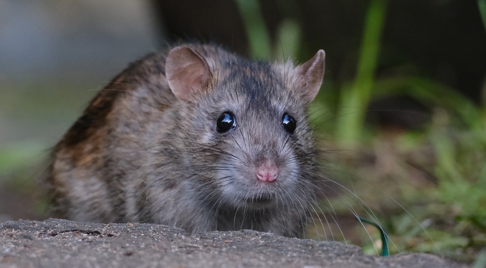A close-up view of a brown rat with dark eyes, pointed ears, and whiskers standing on a rough surface outdoors with green grass and blurred background—an ideal image for any essential rodents guide.