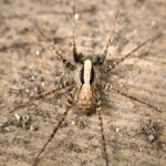 A close-up view of a Domestic house spider with a brown and tan patterned body and long legs, positioned on a rough, earthy surface—ideal for spider identification.