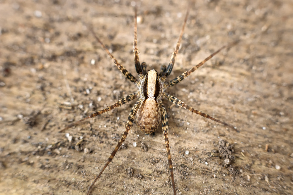 Featured image for The Domestic House Spider: Identification & Control