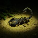 A scorpion with its tail arched is illuminated by a spotlight on sandy ground, with some green plants visible in the background.