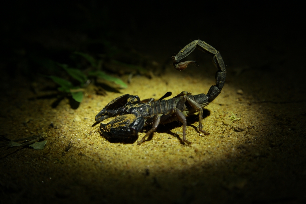Featured image for Different Types of Scorpions: A Comprehensive Guide