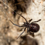 A close-up view of a False Black Widow Spider hanging on its web against a blurred, earthy background. For accurate identification, note its shiny, round body and extended legs, with delicate web strands visible nearby.