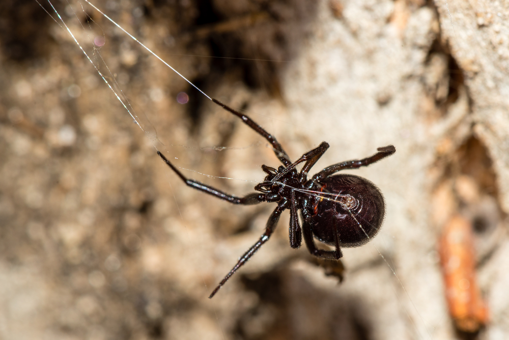 Featured image for False Black Widow Spider: Risks and Identification