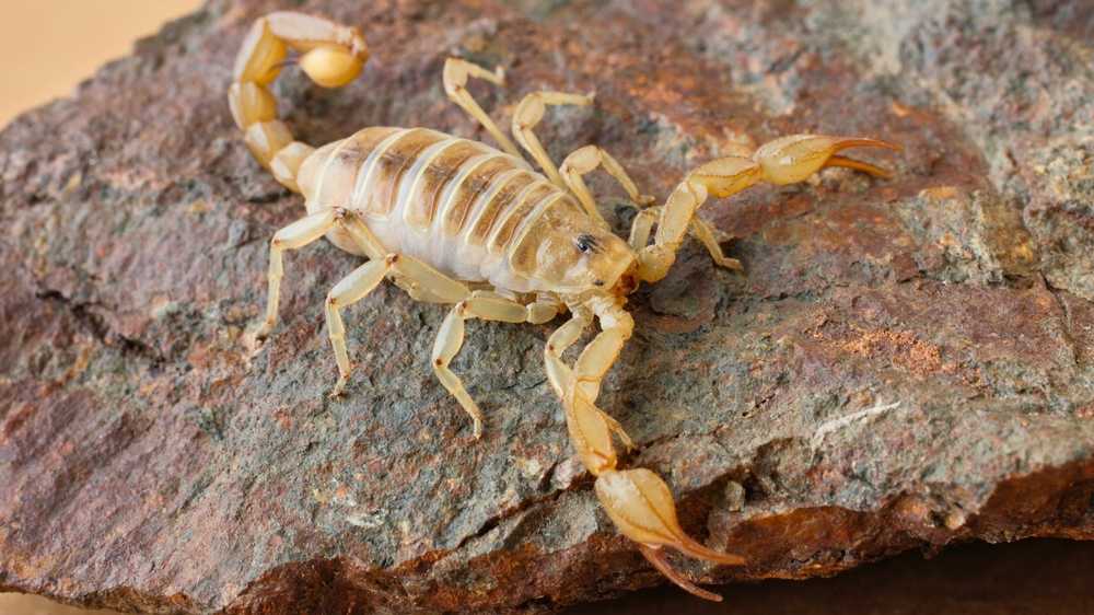 A light brown Hairy Desert Scorpion with a segmented tail and pincers stands on a rough, reddish-brown rock surface—an intriguing sight for any pet scorpion enthusiast interested in proper scorpion care.
