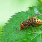 A close-up of a hornet with yellow and brown stripes resting on a dew-covered leaf, highlighting typical hornet behavior. The background is blurred green foliage.