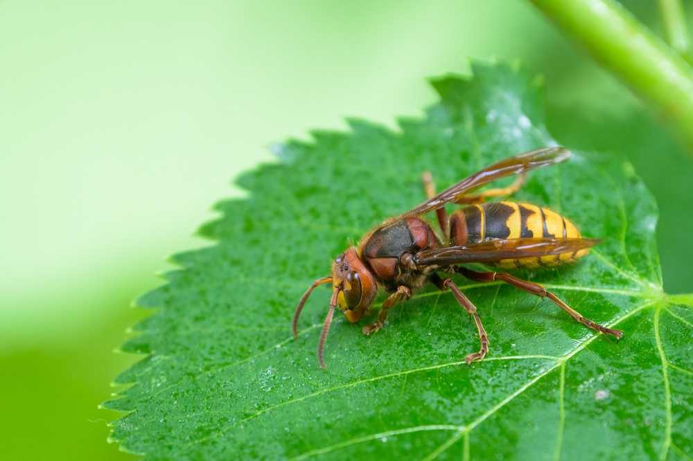 Featured image for Hornet Control: Types, Threats, and Safe Removal Tips