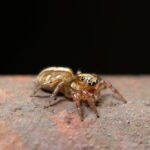 A close-up photo of a small brown jumping spider with striped legs, showcasing its unique traits as it stands on a rough, rusty surface against a dark background.