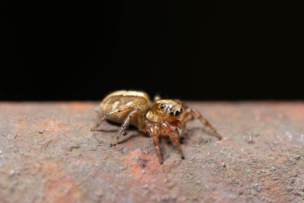 Featured image for Jumping Spider Size Guide: Traits & Types