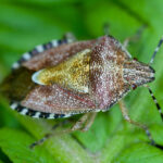 A close-up of a brown and yellow shield bug with speckled patterns on its back, perched on a bright green leaf—often mistaken for False Chinch Bugs that gardeners manage with simple garden fixes.