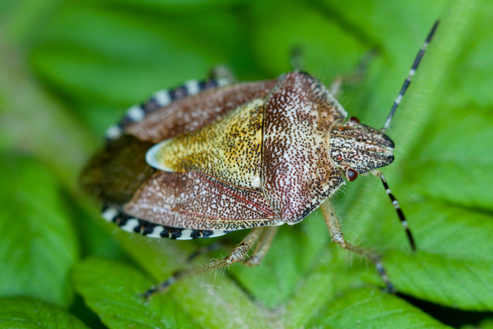 Featured image for Manage False Chinch Bugs: Simple & Smart Garden Fixes
