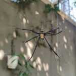 A large house spider with long, thin legs sits at the center of its web outdoors. The background shows a gray wall, plants, and some sunlight filtering through green leaves—perfect for a quick spider ID guide.