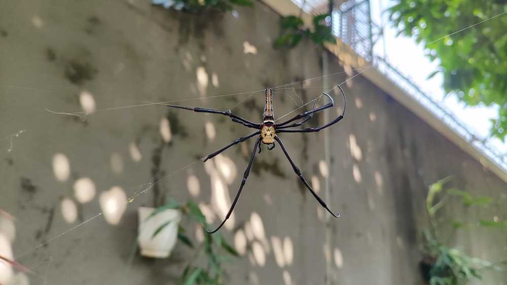 A large house spider with long, thin legs sits at the center of its web outdoors. The background shows a gray wall, plants, and some sunlight filtering through green leaves—perfect for a quick spider ID guide.
