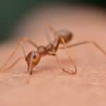 Close-up view of a reddish-brown Rasberry Ant with large eyes standing on a textured, peach-colored surface—possibly human skin—with its head facing forward and antennae extended; ideal for identification and learning control tips.