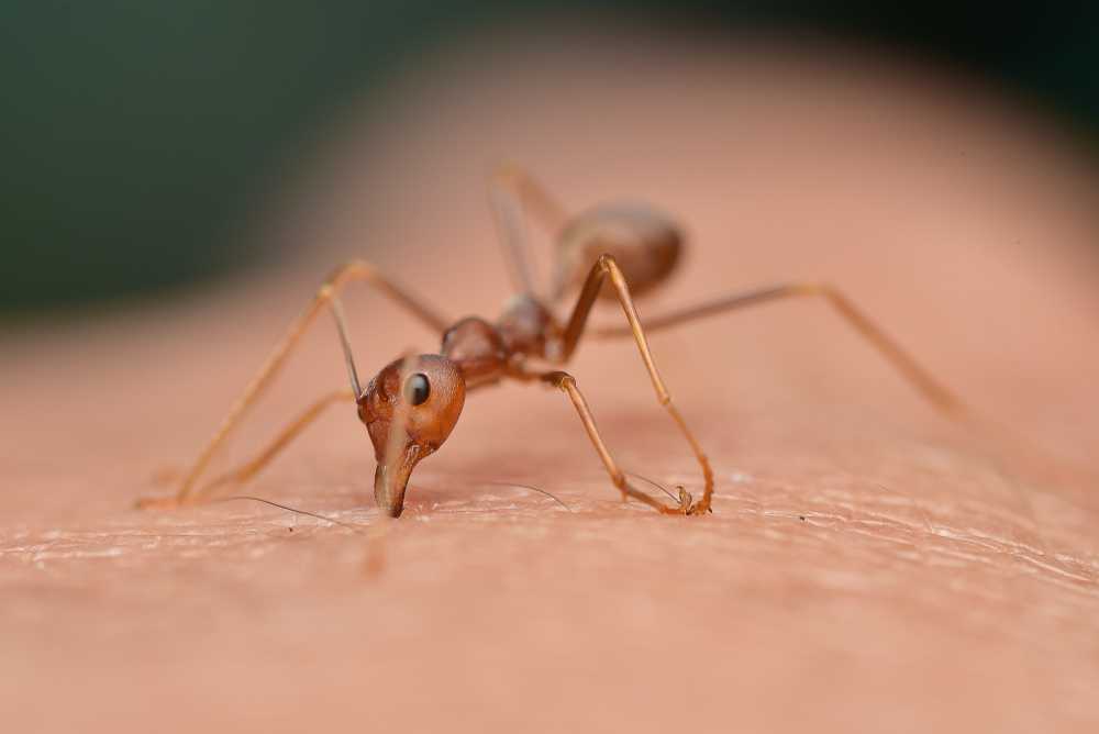Featured image for Rasberry Ants: Identification & Easy Control Tips