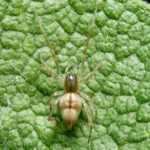A small, light brown spider with long legs sits on a textured green leaf. Known as a sac spider, it can cause symptoms if it bites, making awareness of sac spider bite treatment important. The leaf has visible veins and bumps.