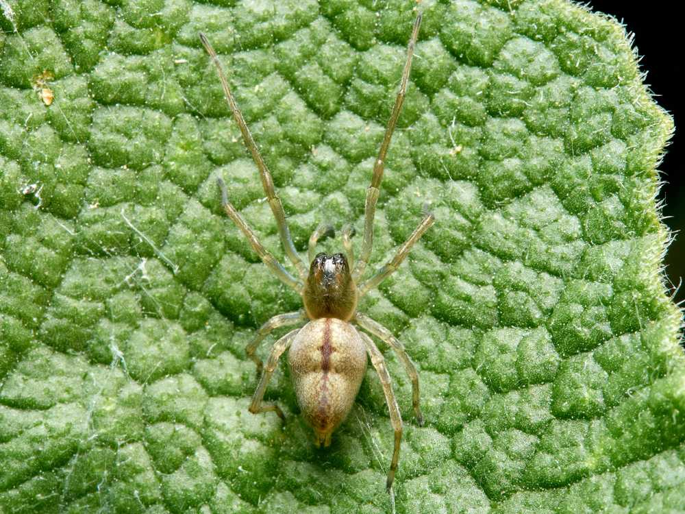 A small, light brown spider with long legs sits on a textured green leaf. Known as a sac spider, it can cause symptoms if it bites, making awareness of sac spider bite treatment important. The leaf has visible veins and bumps.