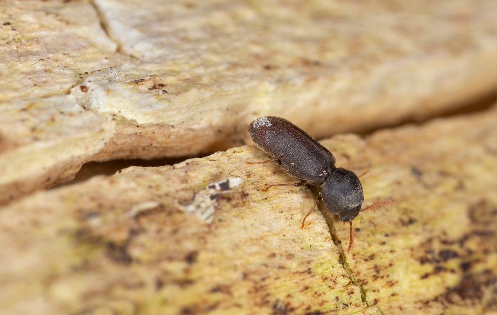 Featured image for Powderpost Beetle Infestations and Solutions for Your Home