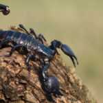 A large black scorpion, one of the biggest scorpion species, sits with raised pincers and a curved stinger tail on a rough piece of wood against a blurred, light green background.