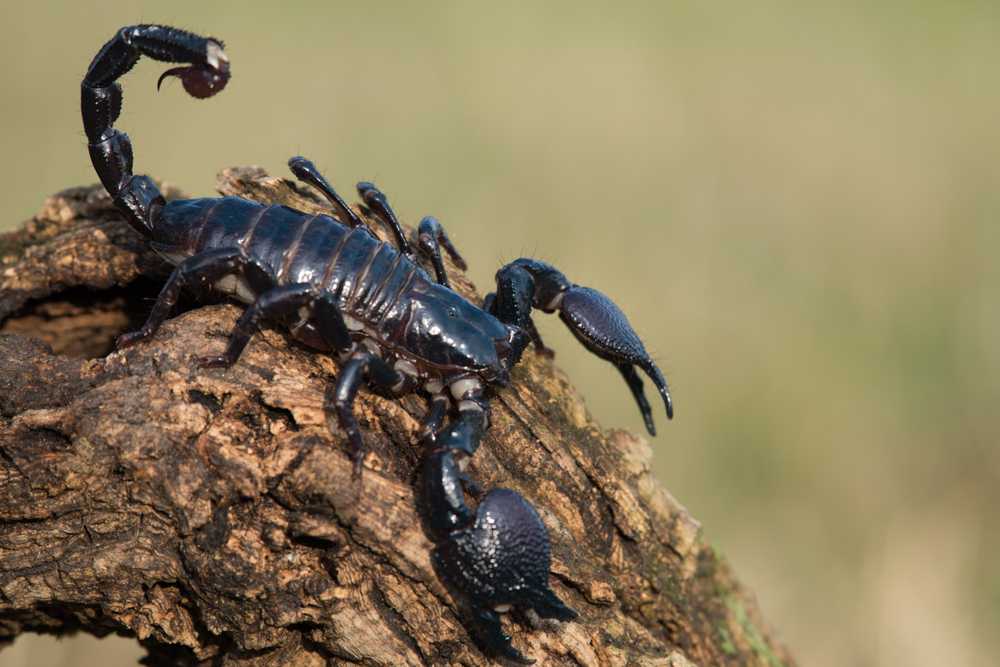 Featured image for The Biggest Scorpion in the World: Venom Facts and Misconceptions