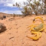 A yellow scorpion with its tail raised stands on sandy ground in a desert landscape, notorious as one of the deadliest scorpions whose venom poses a serious threat to humans, surrounded by rocks, dry plants, and a partly cloudy sky.
