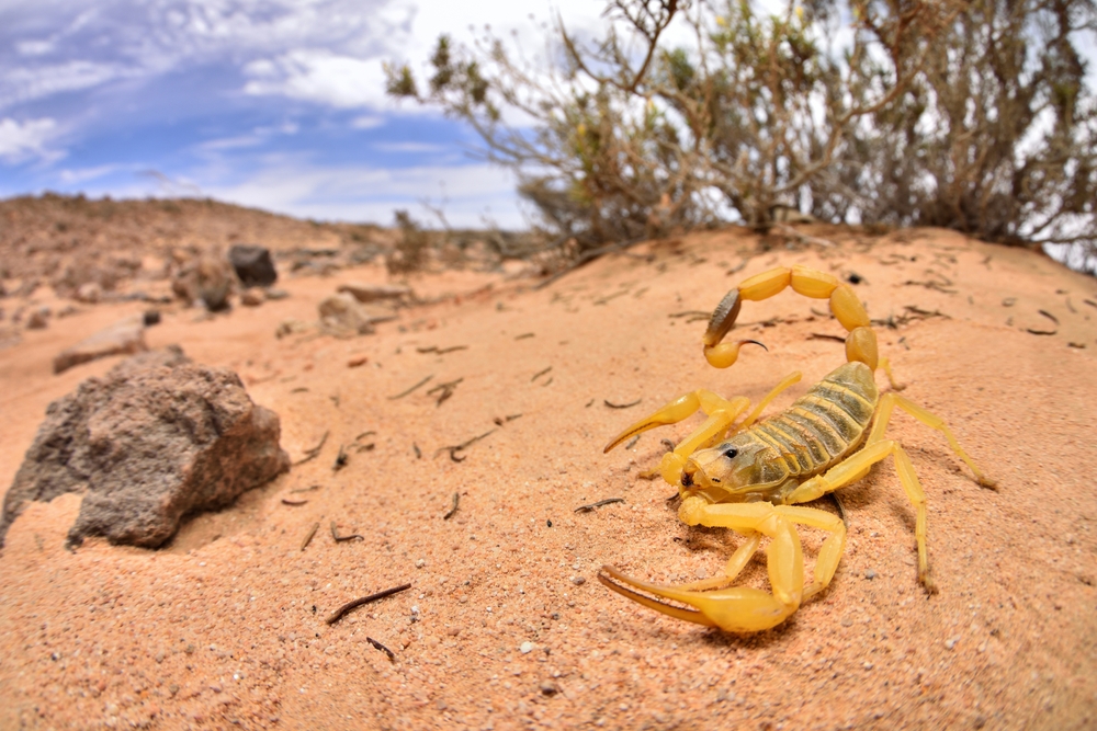 Featured image for The World’s Deadliest Scorpion: Understanding Its Venom and Threat to Humans