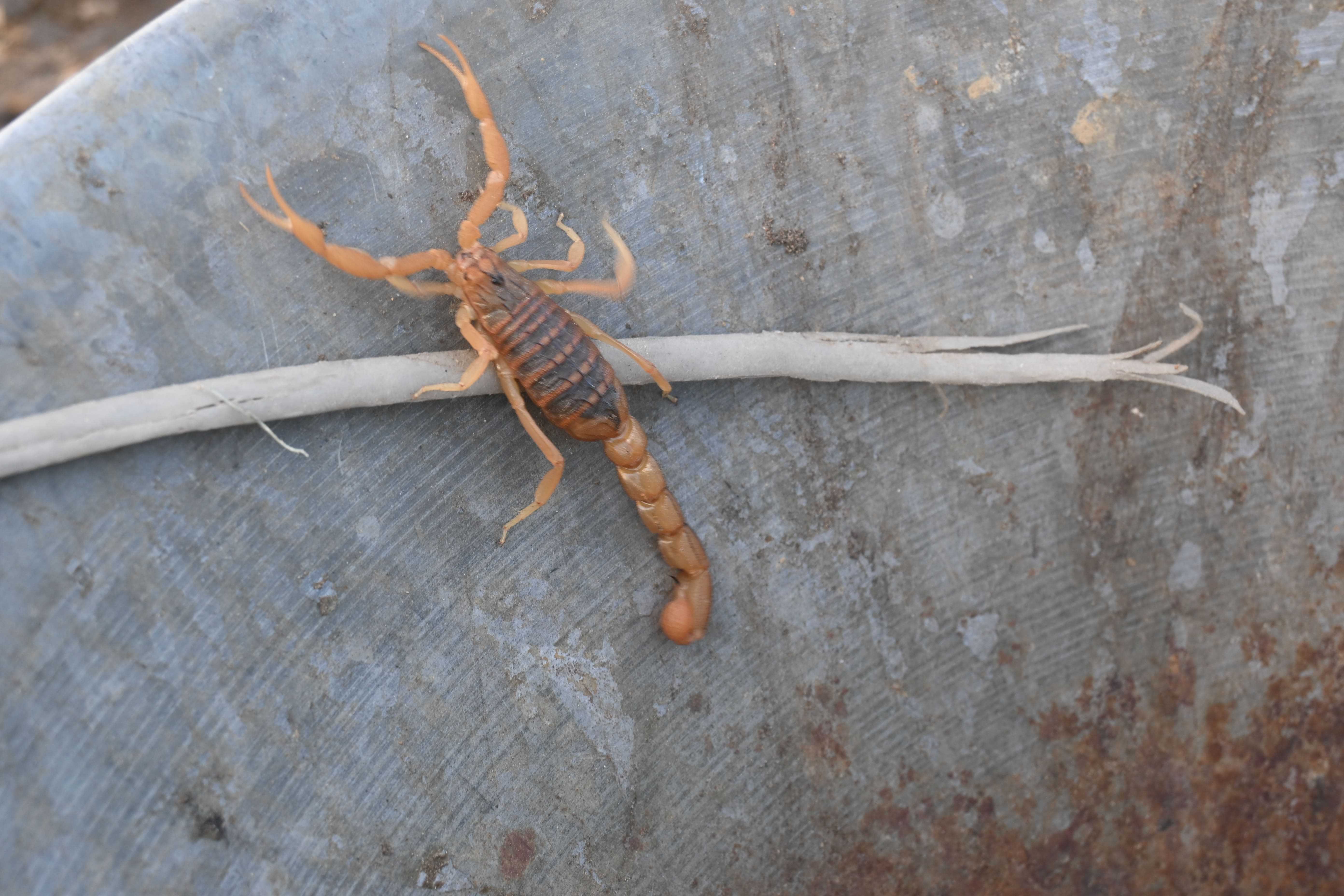 Featured image for The Most Venomous Scorpion: Nature’s Deadliest Arachnid