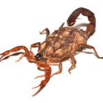 A venomous scorpion with its tail curled up and young scorpions riding on its back, shown on a white background, highlights the potential scorpion dangers in their natural defense.