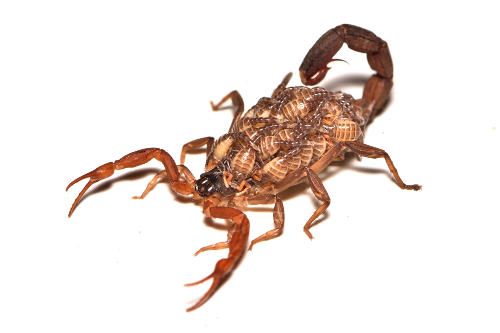 A venomous scorpion with its tail curled up and young scorpions riding on its back, shown on a white background, highlights the potential scorpion dangers in their natural defense.