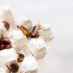Several brown cockroaches, representing common types and cockroach breeds, are clustered on a white, textured egg carton. The background is blurred and out of focus.
