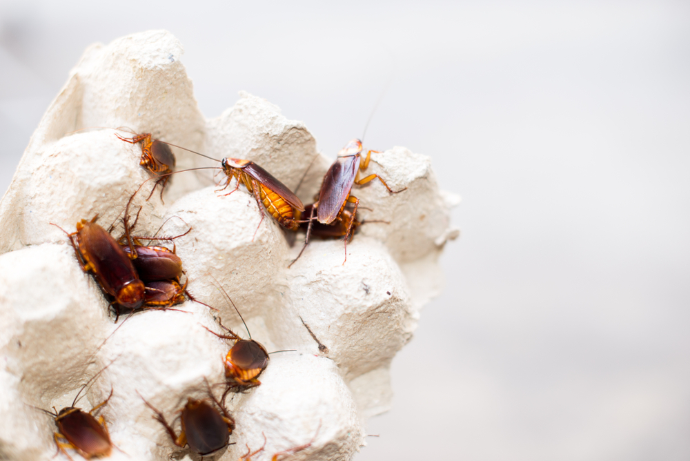 Several brown cockroaches, representing common types and cockroach breeds, are clustered on a white, textured egg carton. The background is blurred and out of focus.