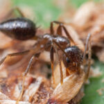 Close-up image of a black ant with visible hairs and segmented body parts, standing on plant or wood fragments. Learn cool ant facts while noting how ants manage waste in their environment, set against a green background.